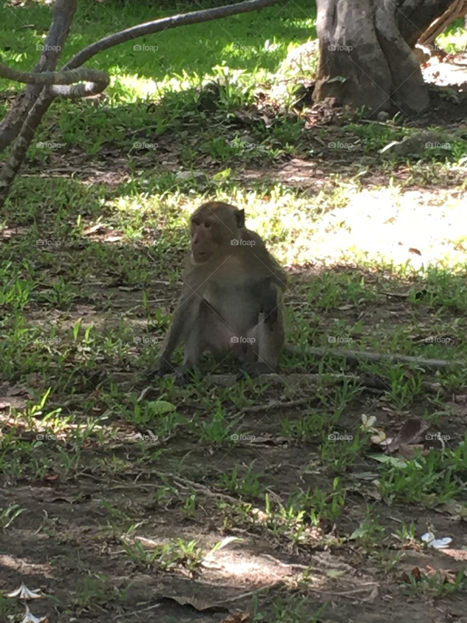 Naughty monkey 