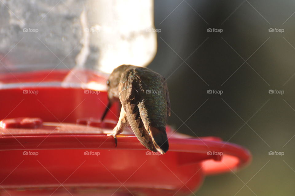 Beautiful hummingbird