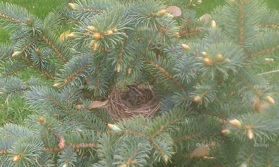 bird nest