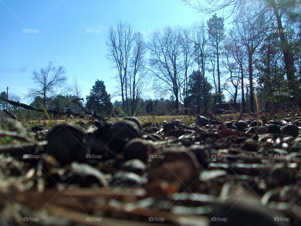 Wood, No Person, Nature, Tree, Environment