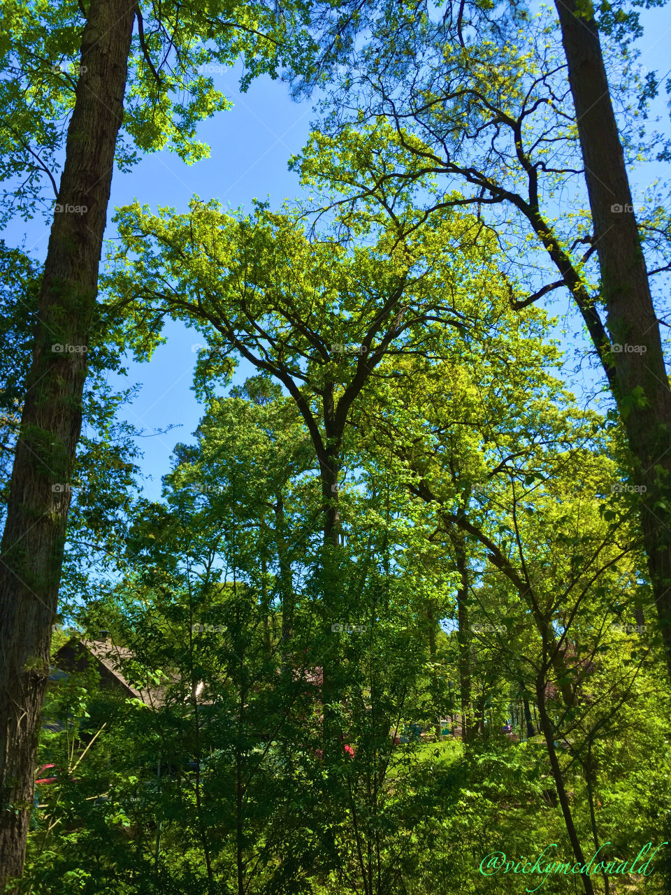 Treetops against a blue sky 