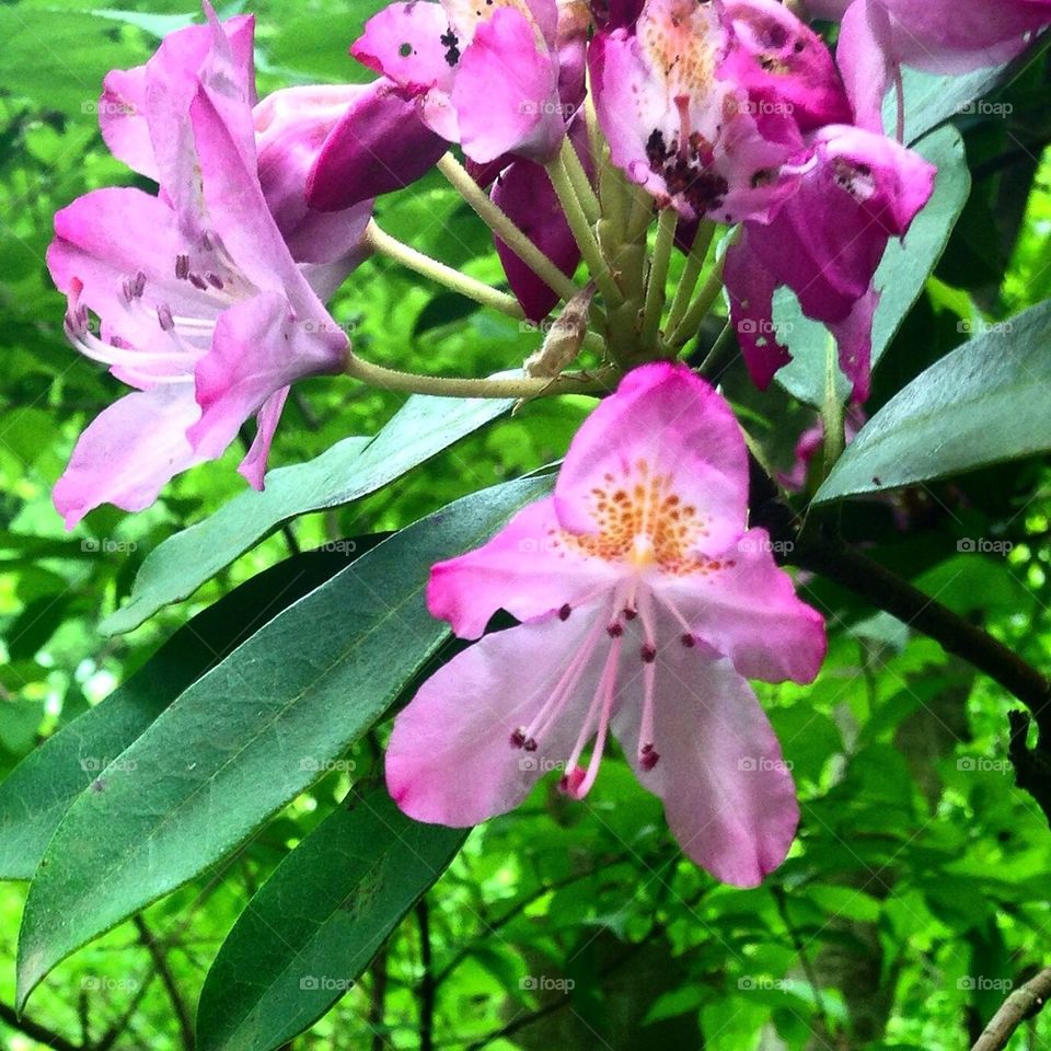 The Beautiful Garden