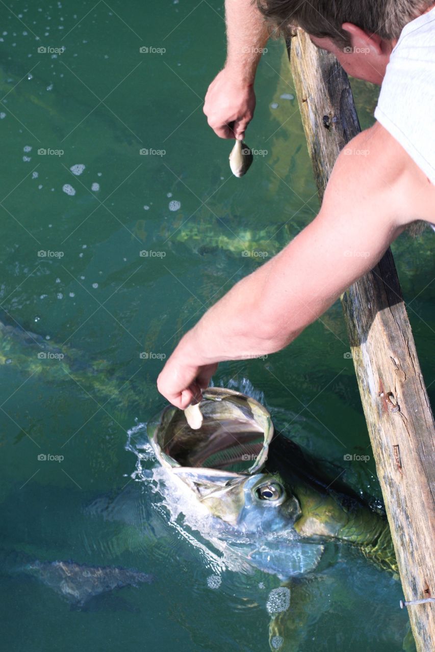 Tarpon Feeding Frenzy