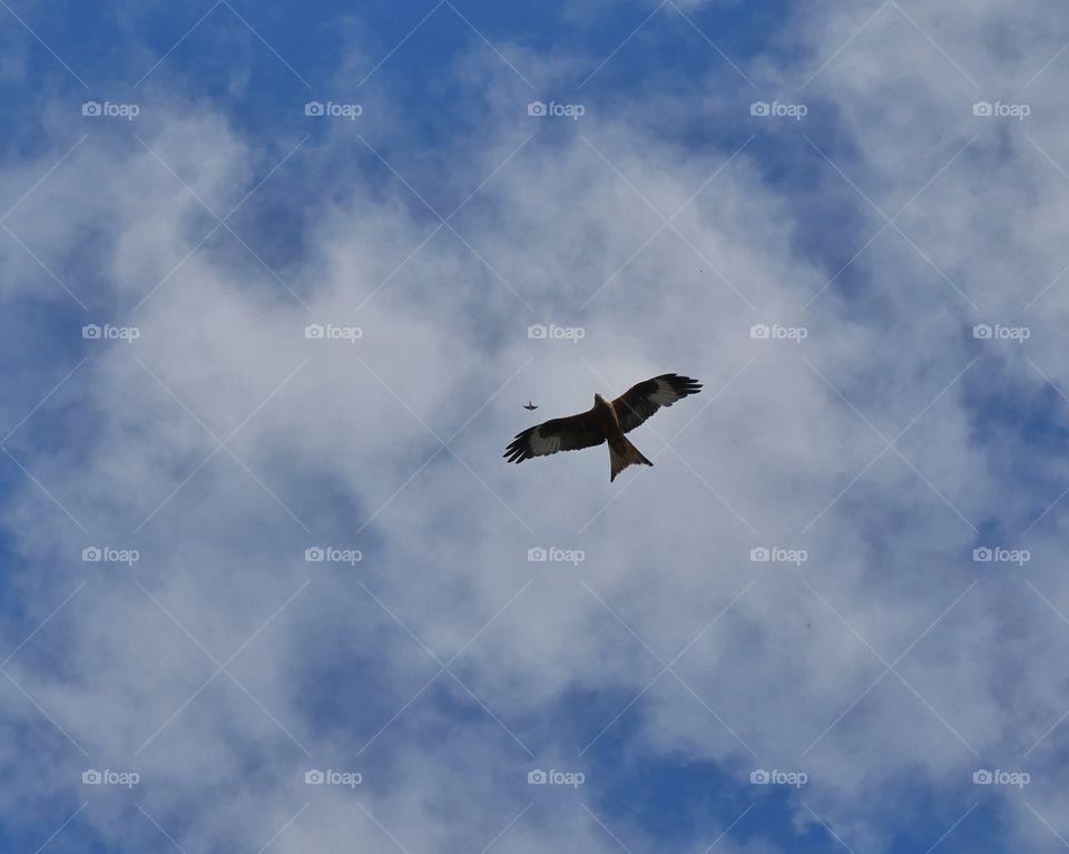 Red kite and swallow in flight