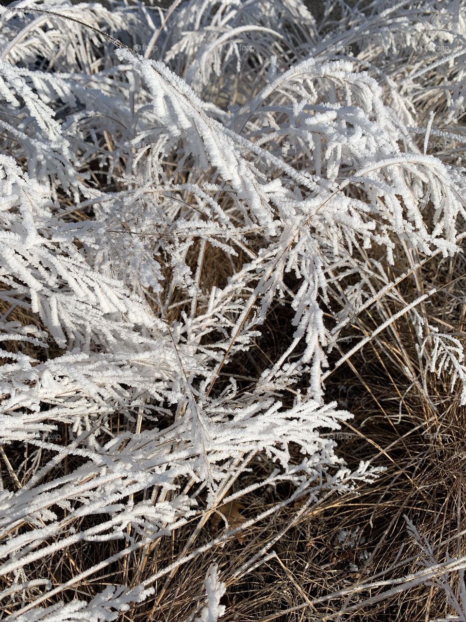 Frost in spring 