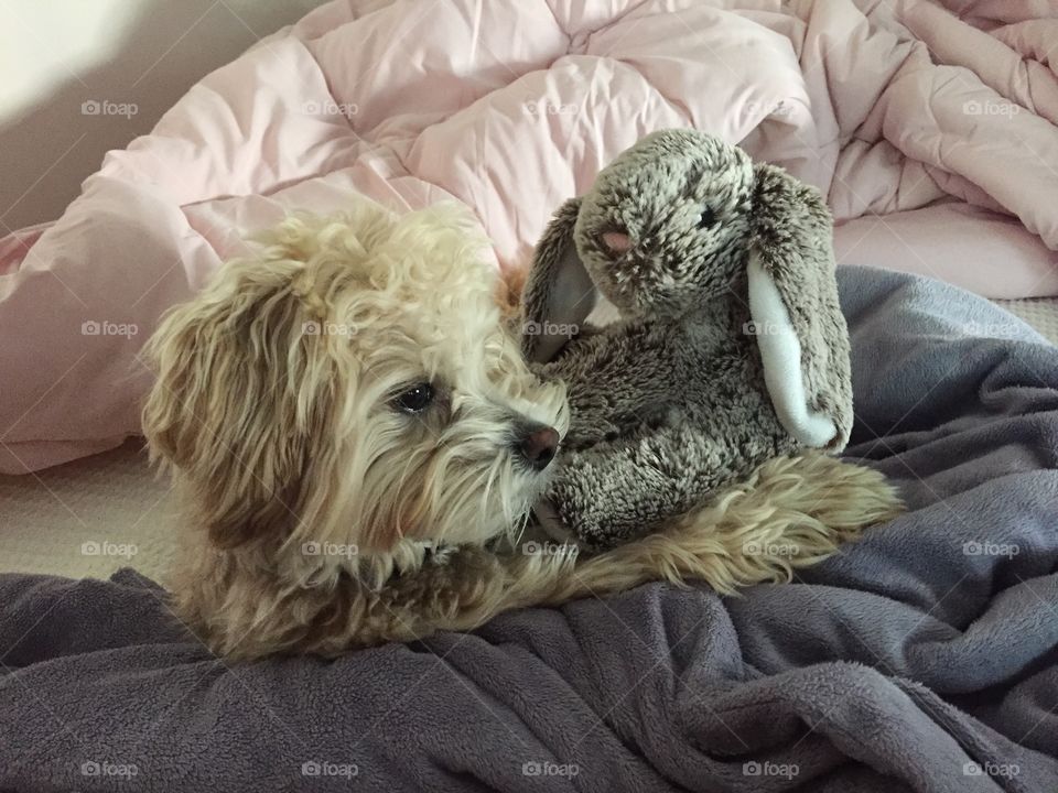 Puppy with cuddle toy 