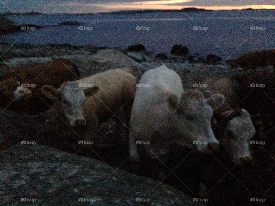 Cows. Friendly cows close to me.