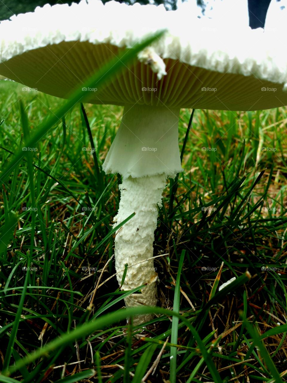 under a mushroom