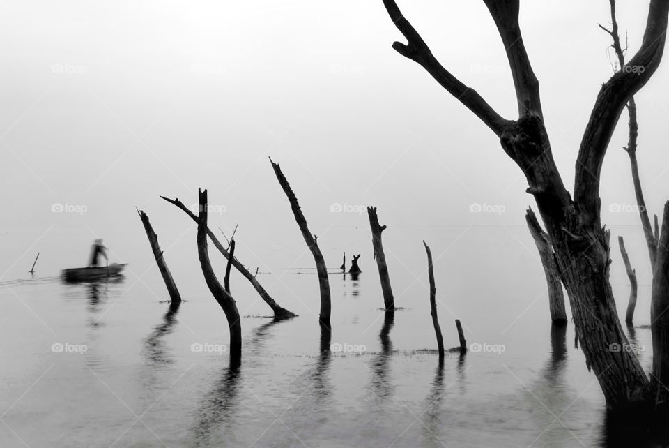 Misty landscape with dead trees and a person rowing a boat