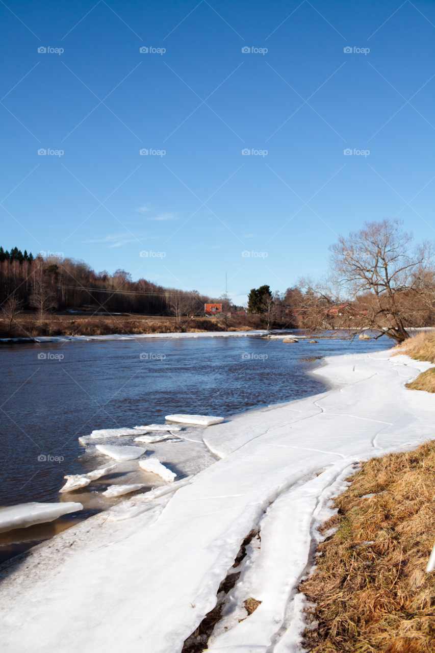 arboga tree cold natur by comonline