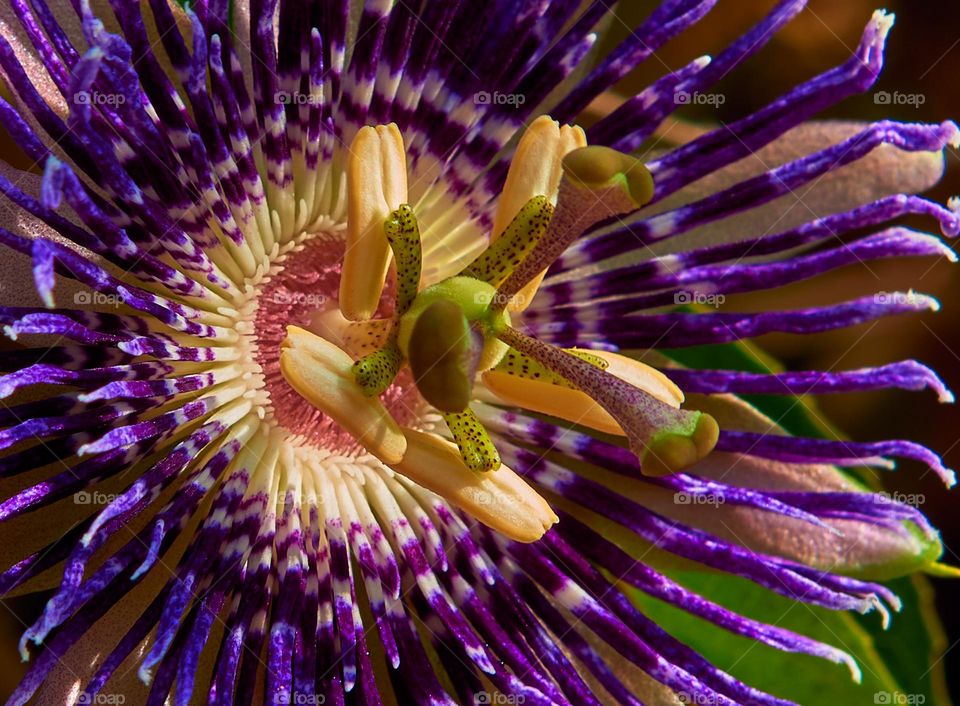 Purple passion flower  - petals closeup