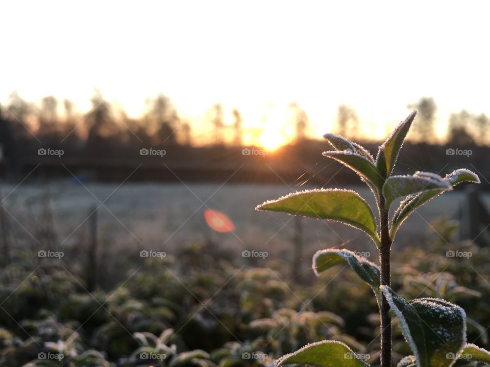 Frozen plants at foggy morning
