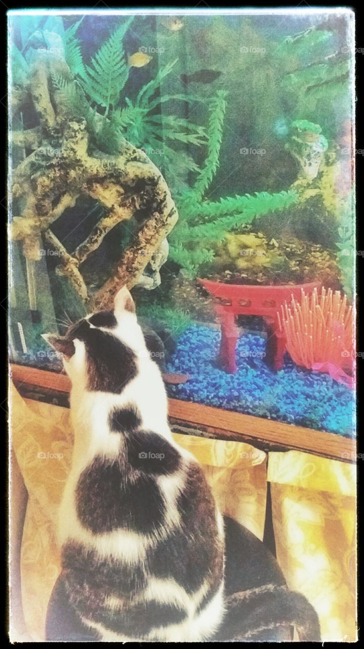aquarium watching 2