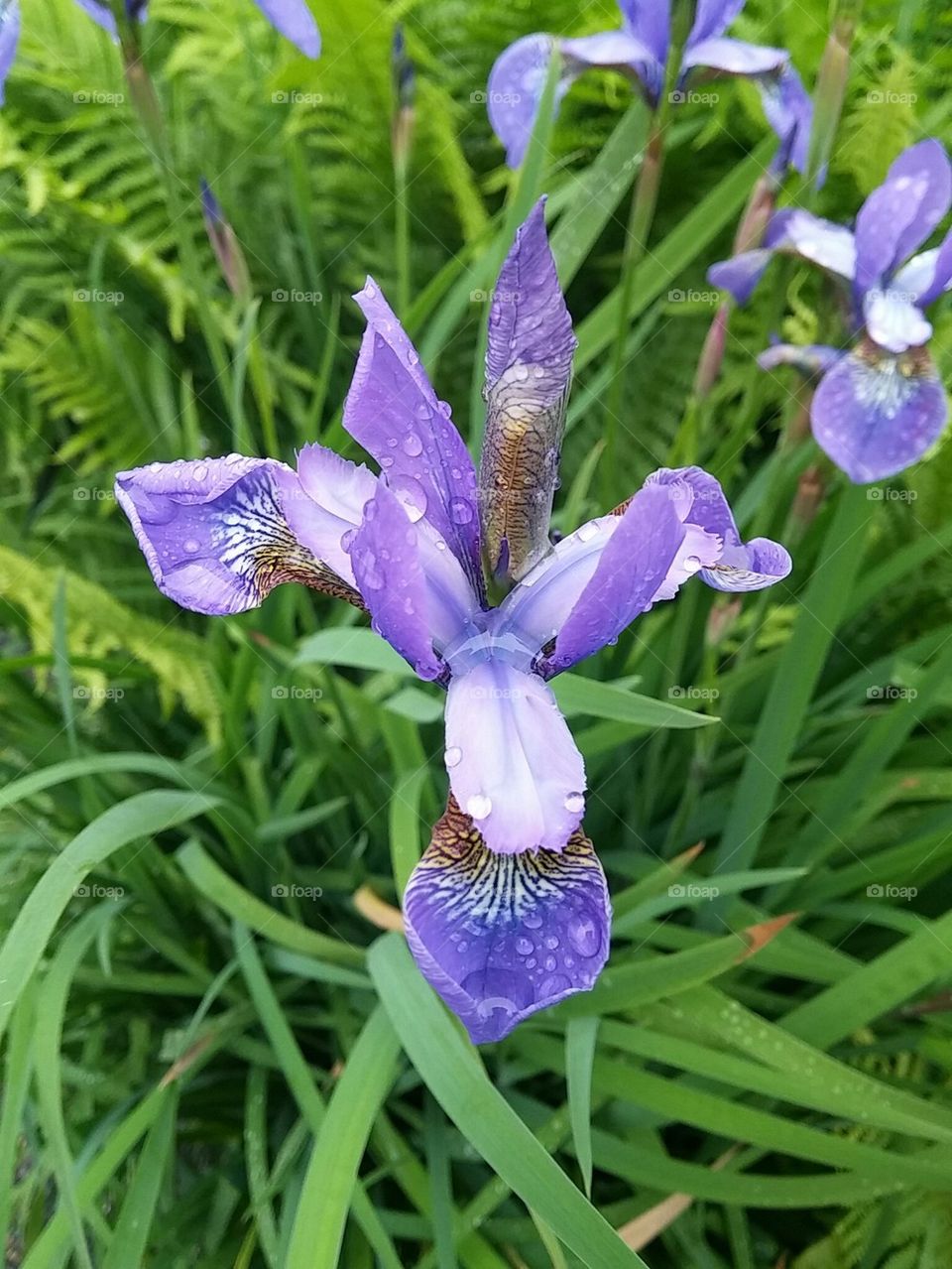 violetflover
