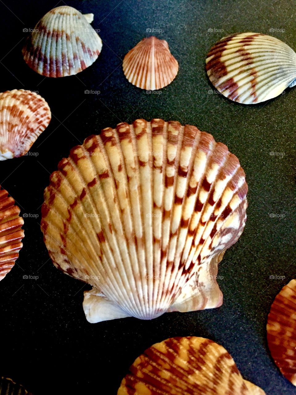 seashell