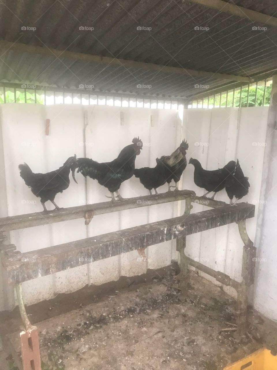 Best Kadaknath hens