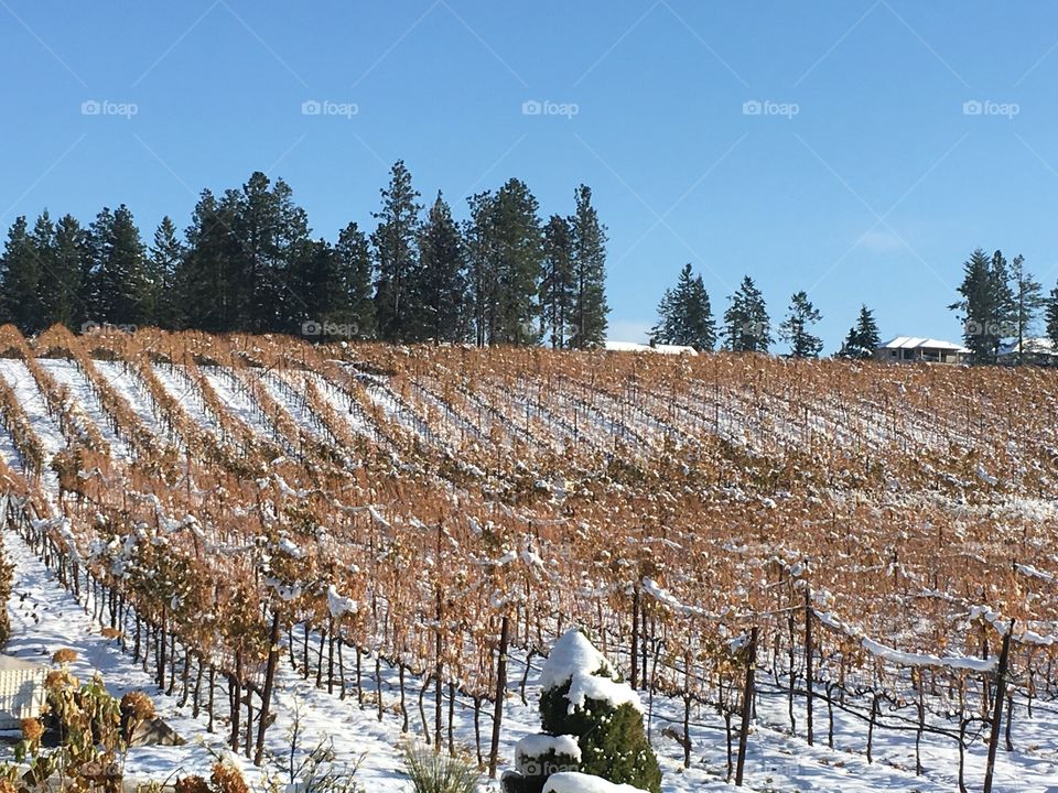 Vineyard in the winter 
