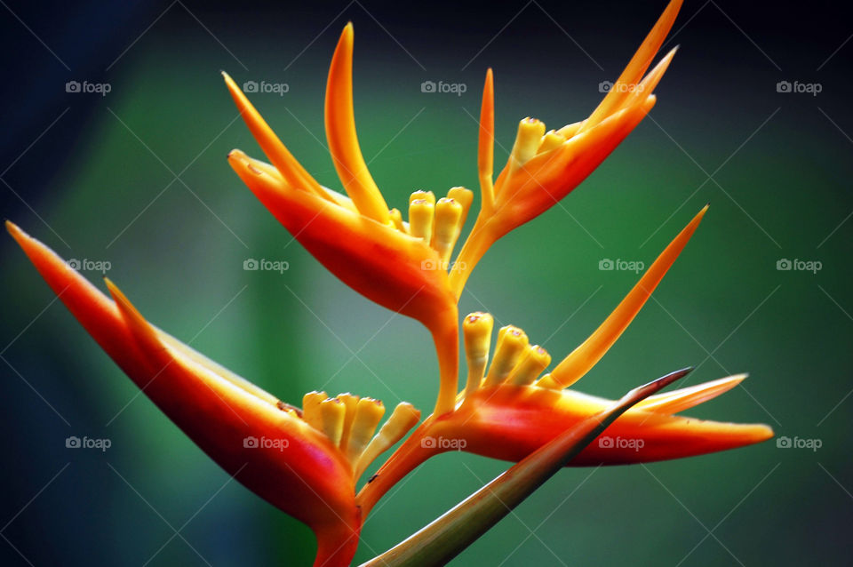 flower heliconia by sklarian