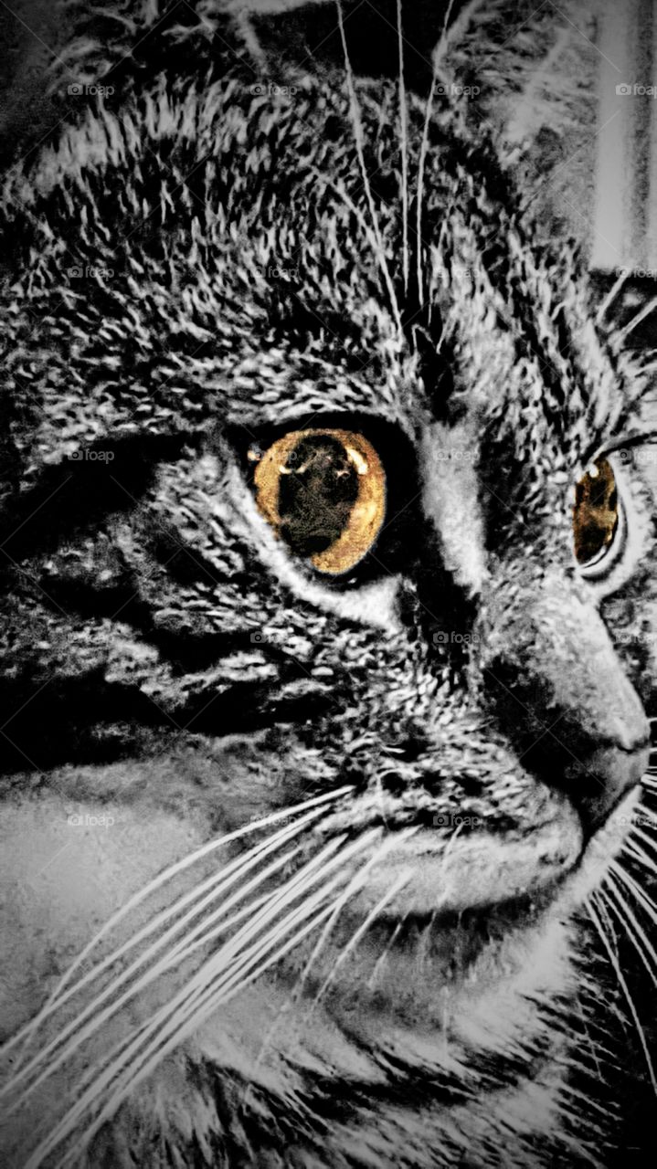 jerry the cat. my little friend with 4 paws