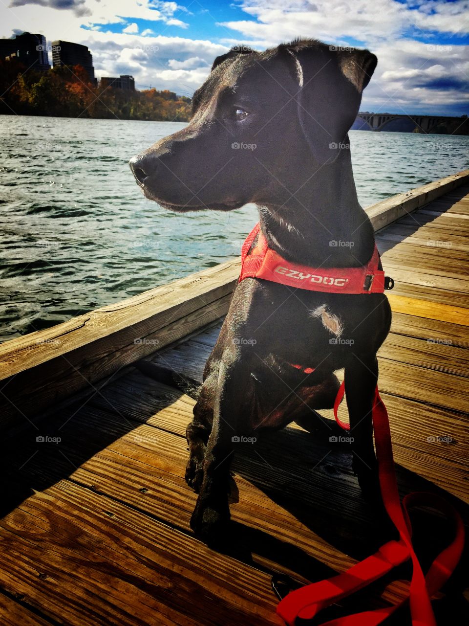 Black dog with red harness on dock at side of river ready for some summertime action