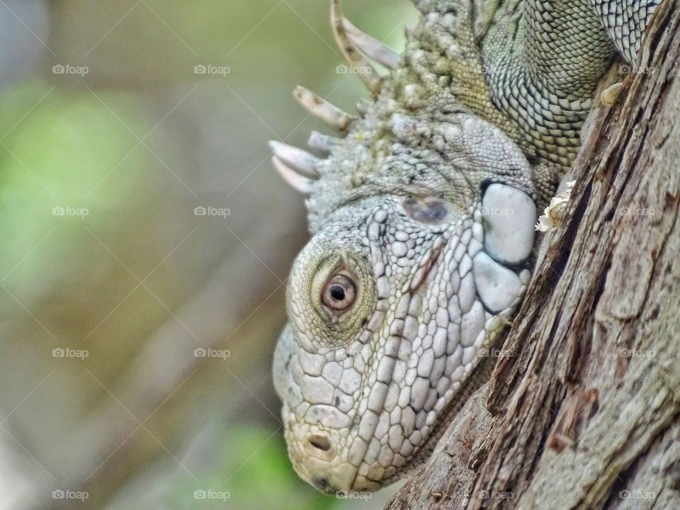 Iguana