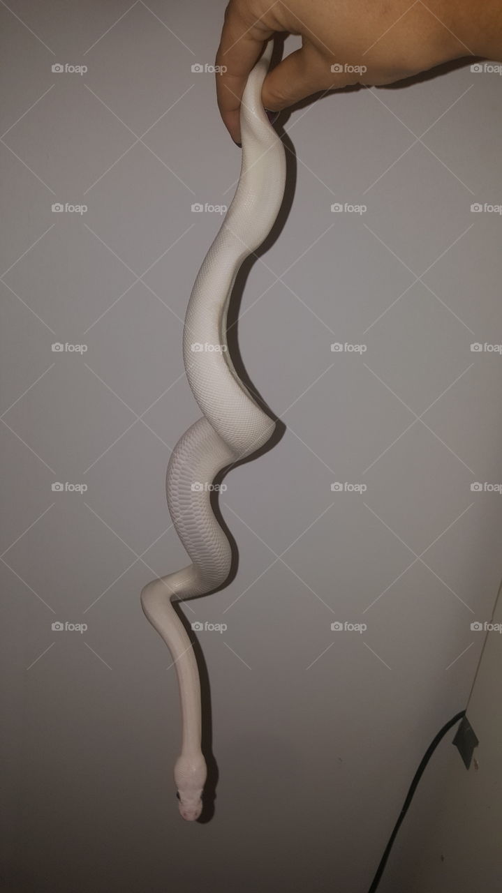 White snake with a twist
Dorusreptiles
Python regius
How adorable 😍