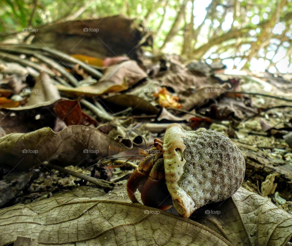 Hermit crab in coral-covered she'll, Cahuita