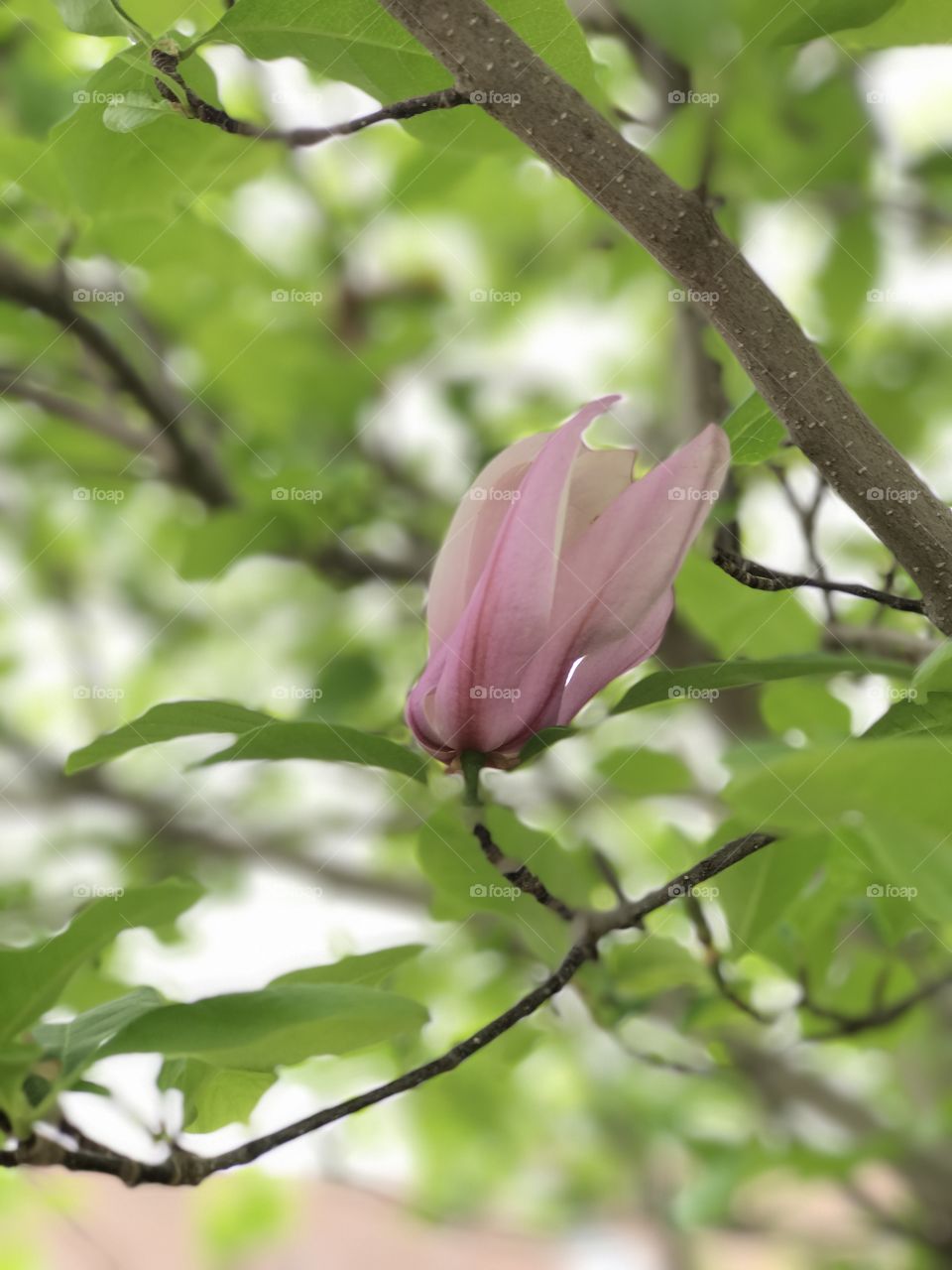 Magnolia blossom 