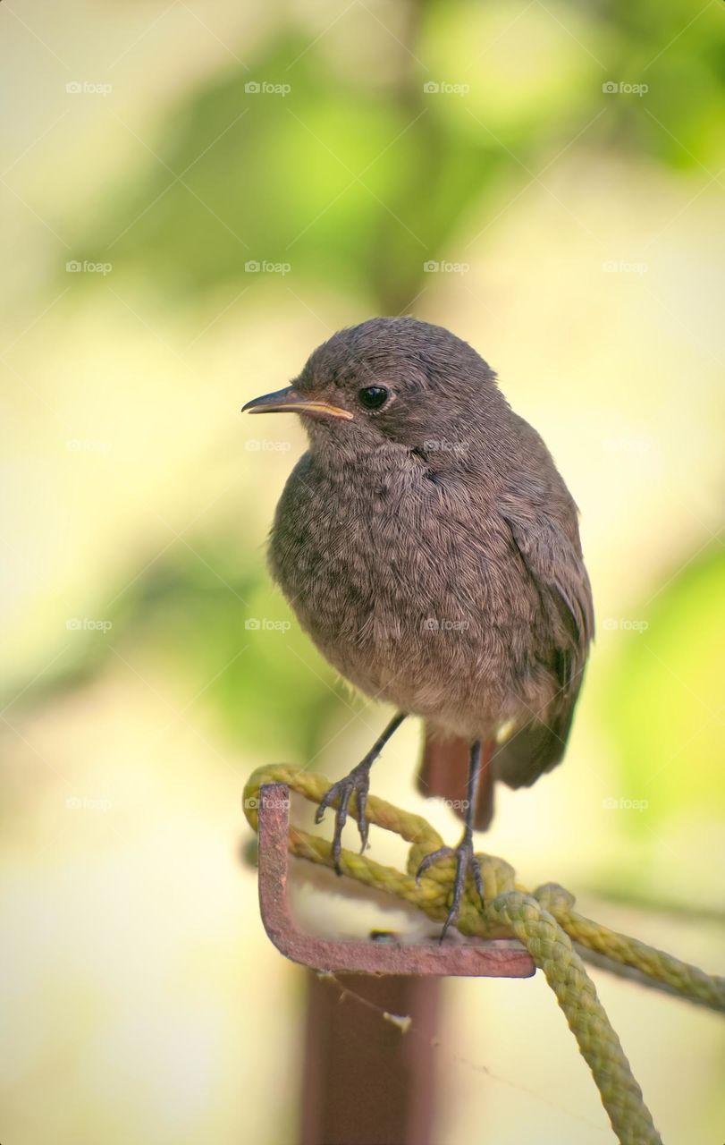 Birdwatching