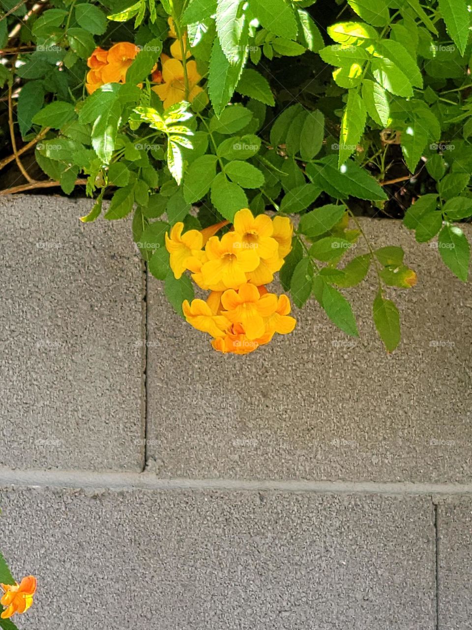 Vibrant yellow catches your eye, how can you not stop and admire the beauty.