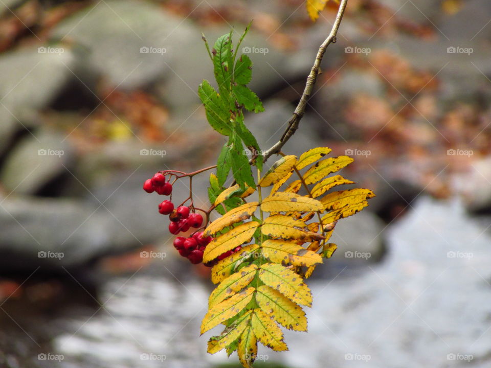 the gorgeous foliage and berries of the rowan tree