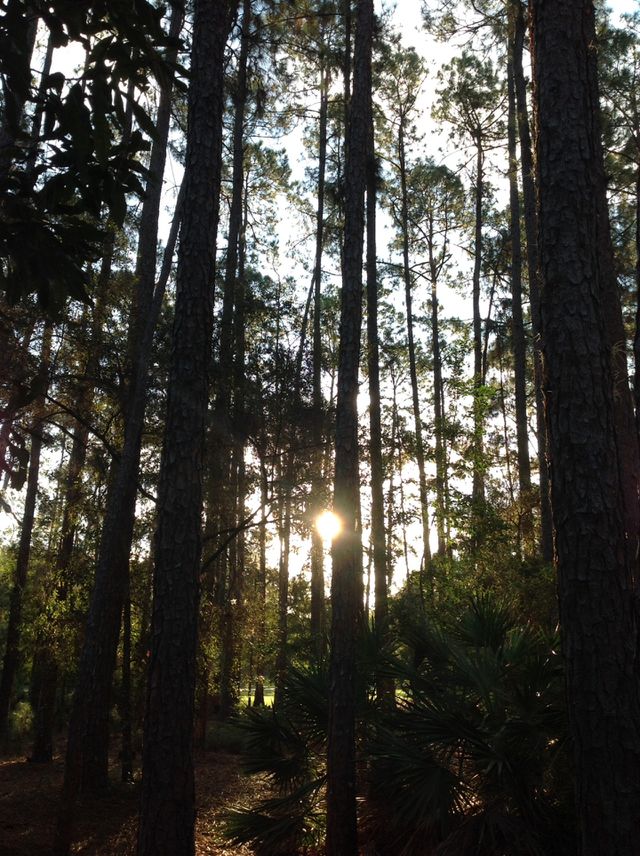 Forest sunrise