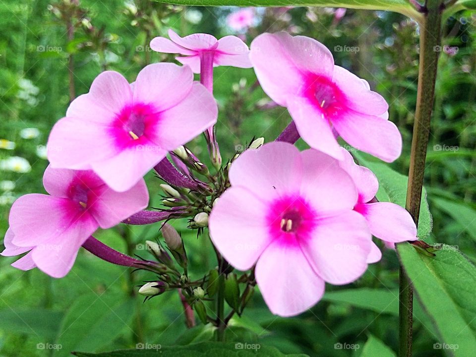 Pink phlox