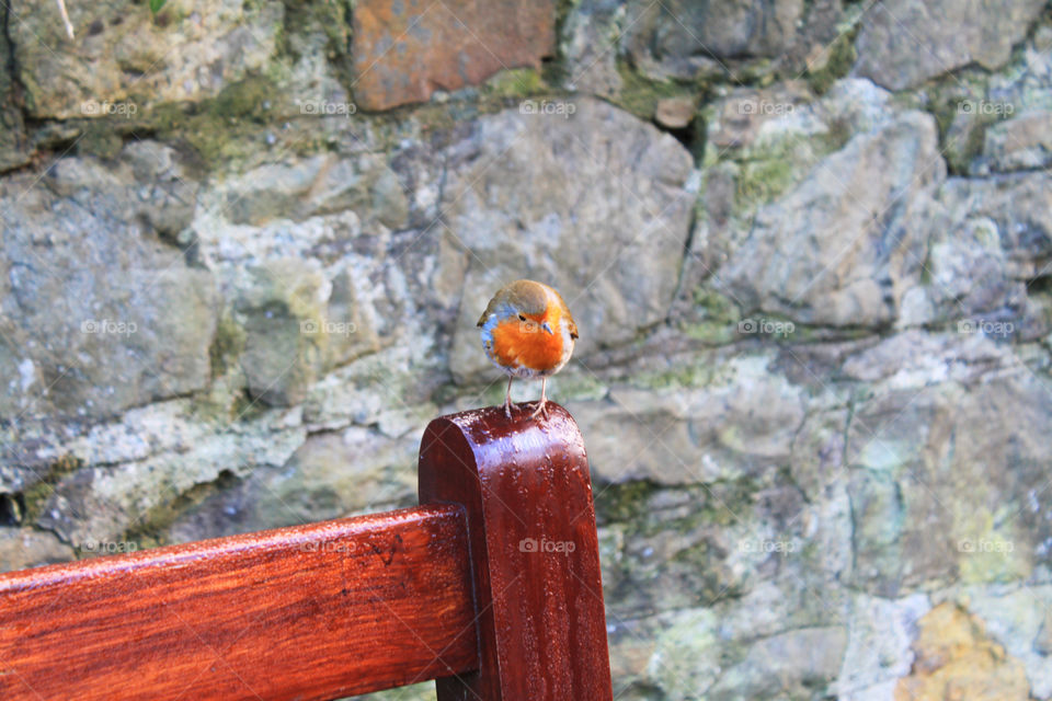 Little orange bird on a wood bench and a stone background