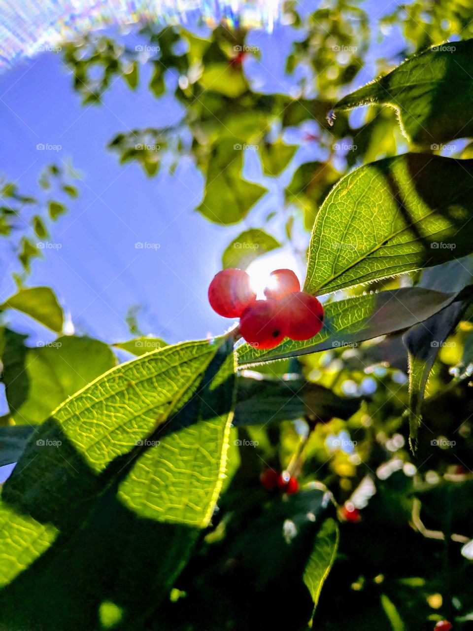 wild cherries