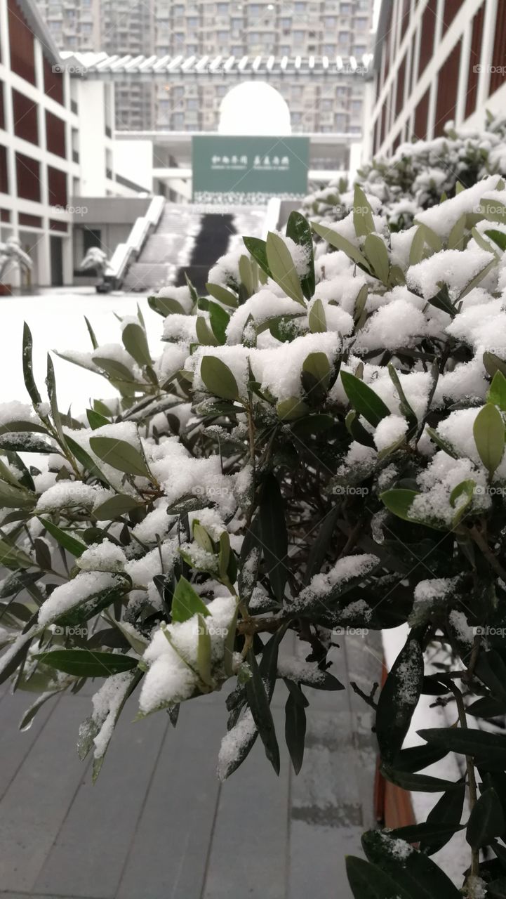 Olive tree with snow