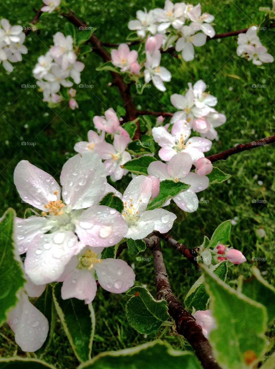 Beautiful apple blossoms