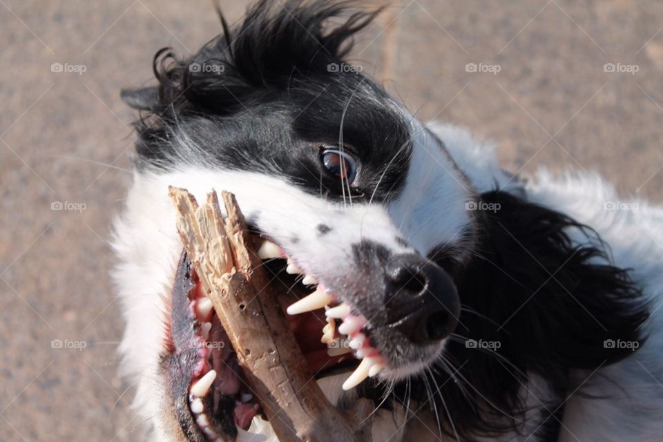 Dogs love sticks!!