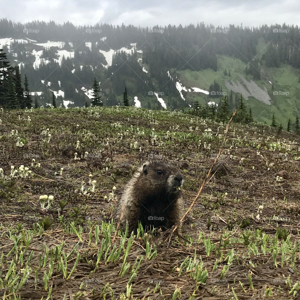 Glorious marmot in the Pacific Northwest!
