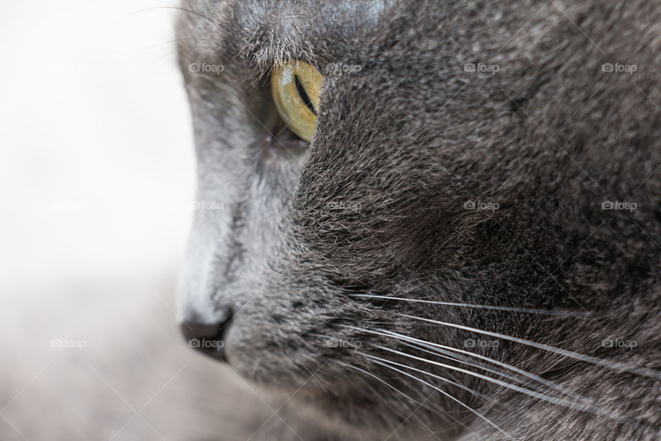 Russian blue cat