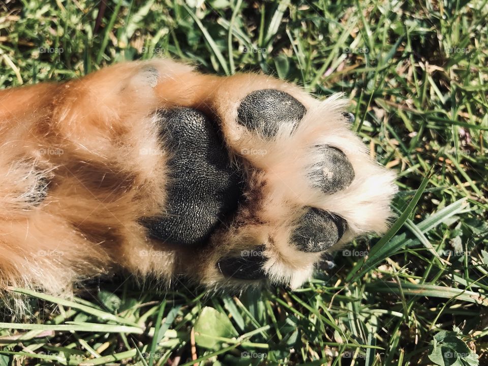 My furry best friend’s paw