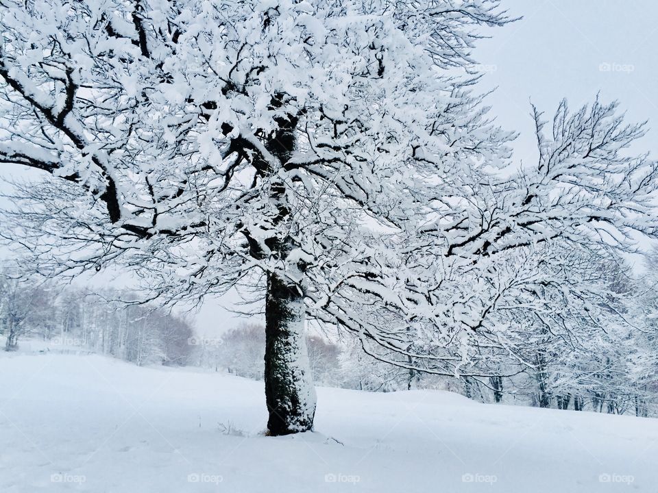 Single tree covered in snow