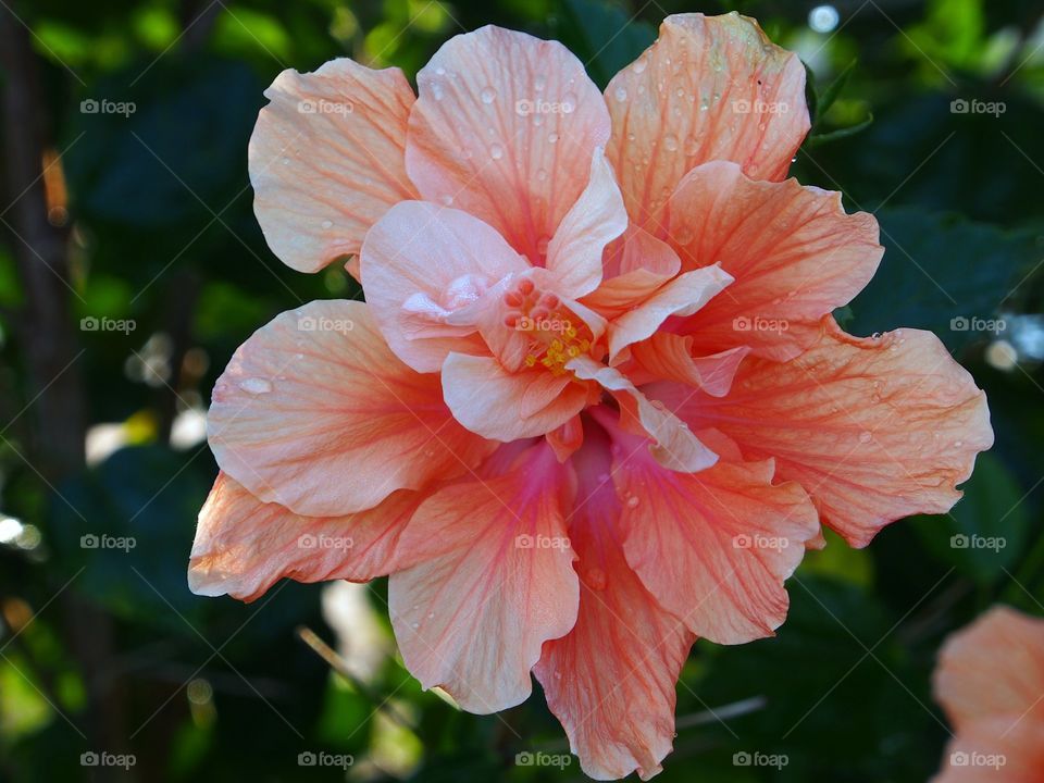 Double orange hibiscus flower in garden