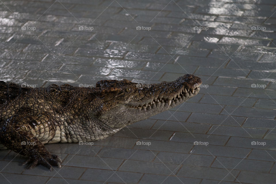 Reptile, Crocodile, Alligator, No Person, Wildlife