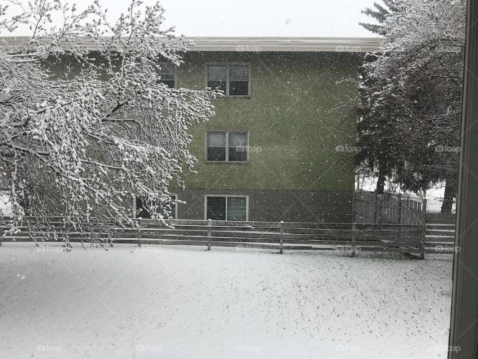 A blizzard in Spring.