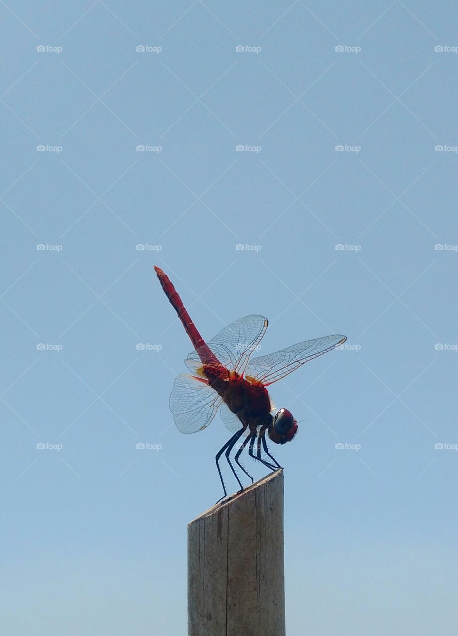 Dragonfly's CLOSE-UP shot