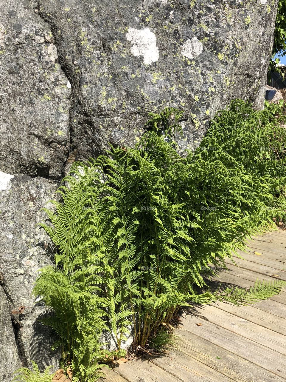 Fern and rocks by the decking