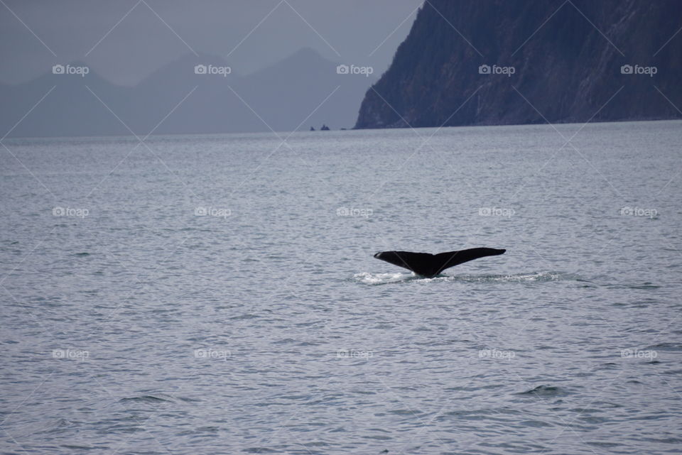Whale tail . Seward Alaska 