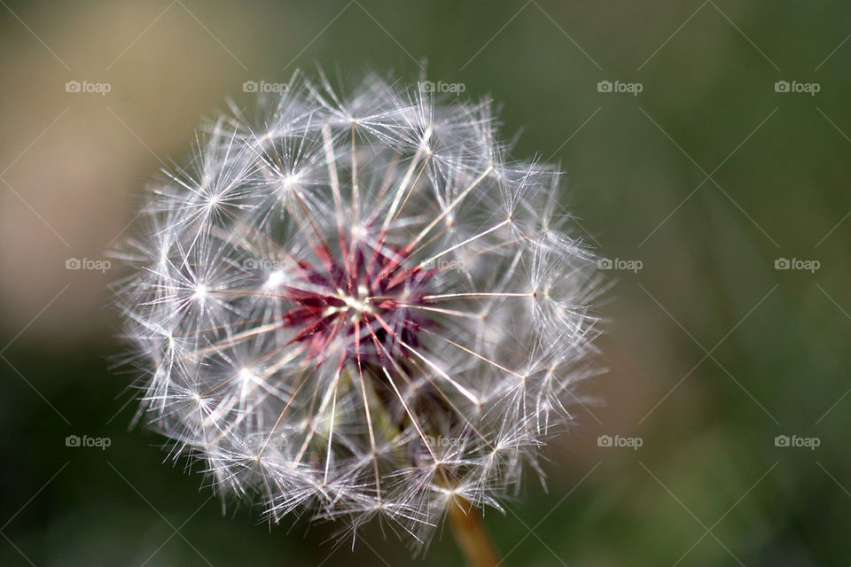 Dandelion Seed Head
