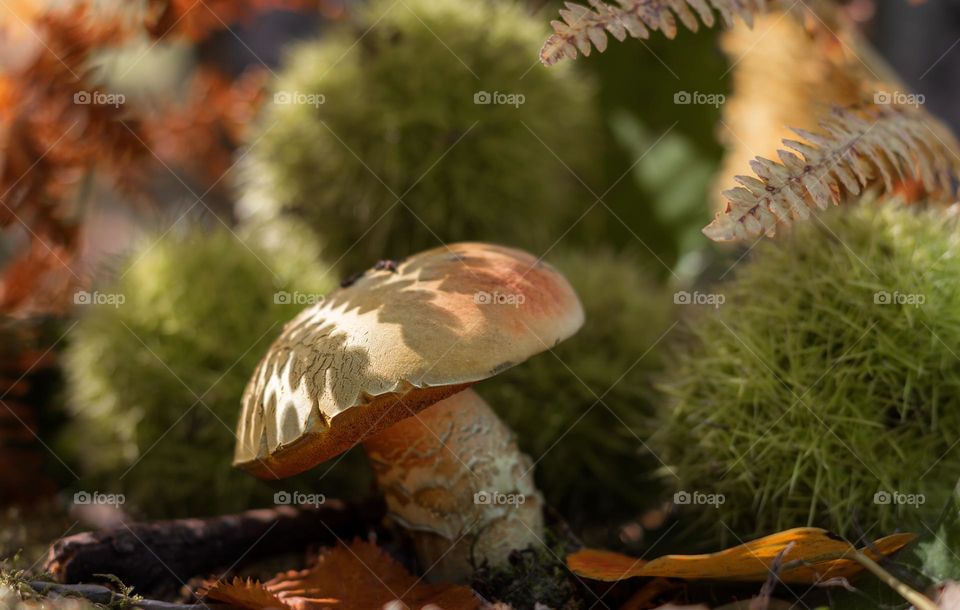 Bolete mushroom with chestnuts and bracken 